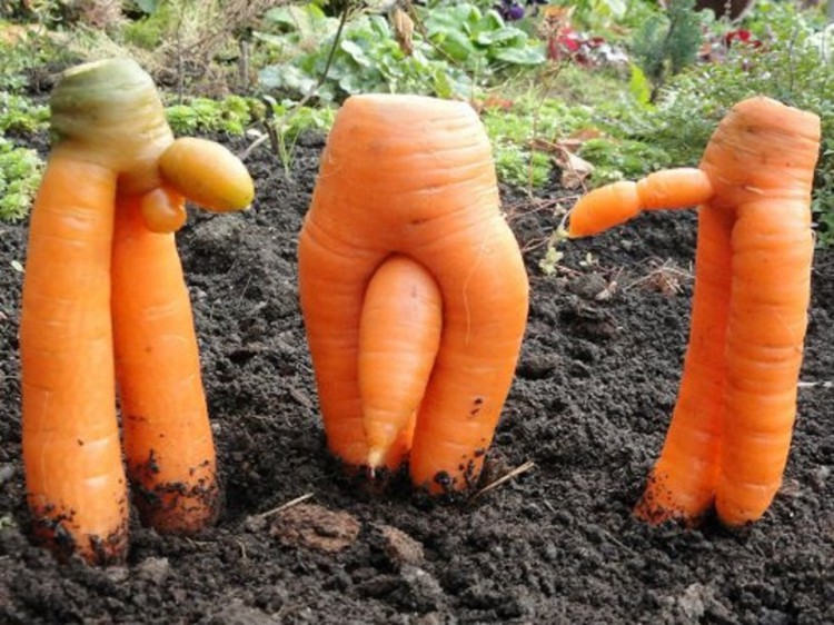 Морковка))